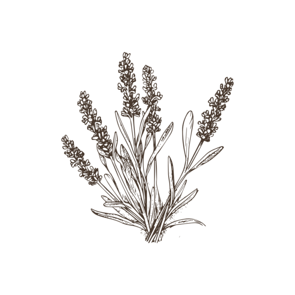 Lavendel